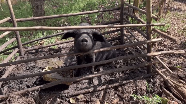 Pigs play a real role in rural Uganda
